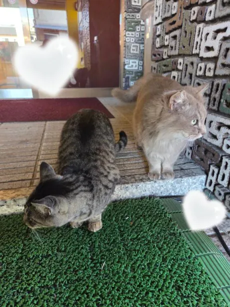 ほのか宮城大崎古川ちゃんこ