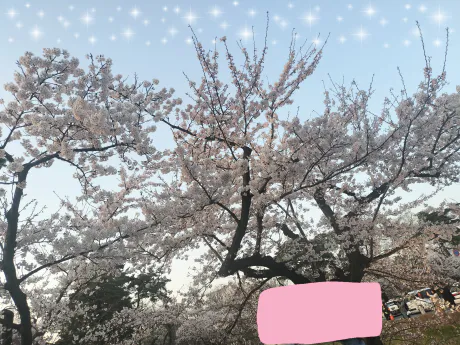 お知らせ?/カリン