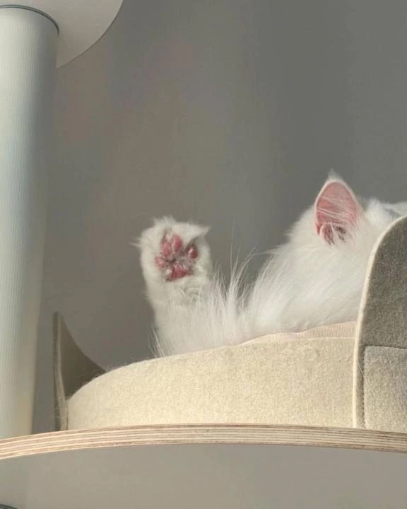 杏(あん)のブログ おひさしぶりです🤍