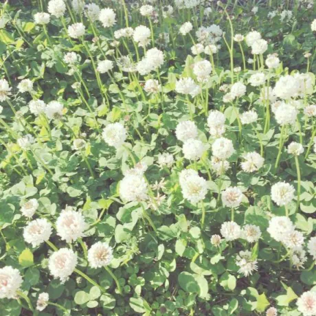 サオリMadonna-マドンナ-