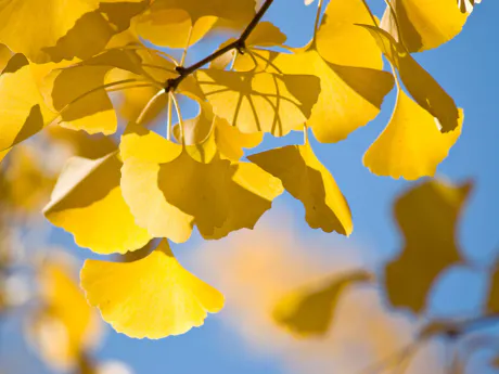 明日出勤です/はるな【青森大釈迦】