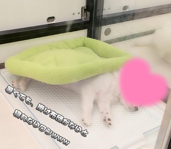 おやすみなさい