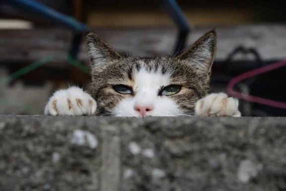 ﾀｲｷﾝﾀﾏ🐈⸒⸒⸒⸒