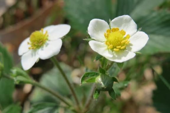 新人あず奥様メモリアル