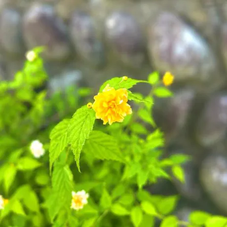 みなみ奥様メモリアル