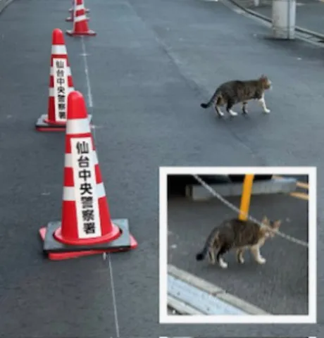 くるみ 奥様仙台人妻セレブリティー