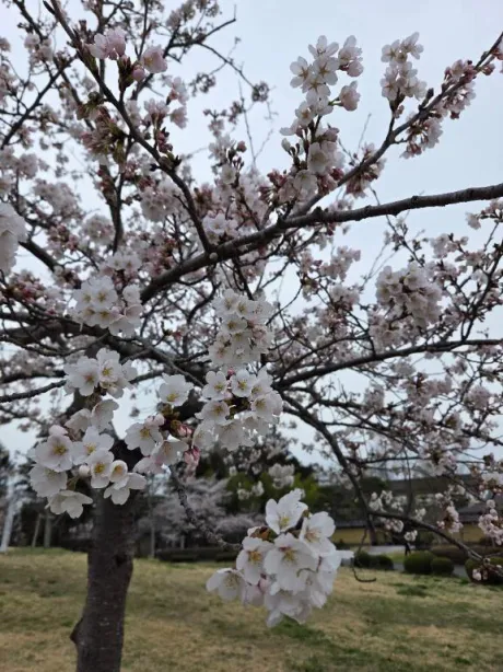 ほのか宮城大崎古川ちゃんこ