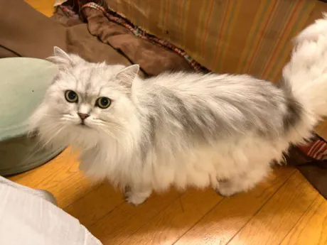 みみエススタイルクラブ