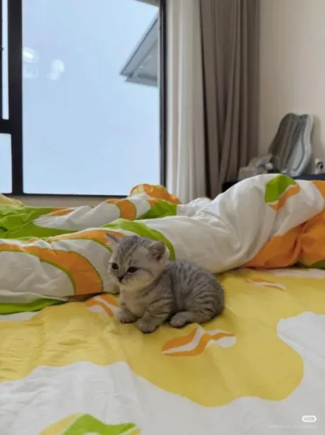 あのロイヤルクラブ