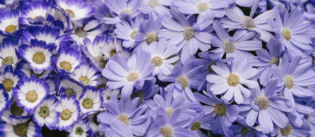 みお弘前黒石ちゃんこ