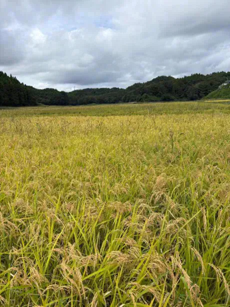 仙台を🌾/あず