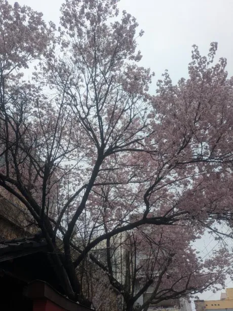 あい奥様メモリアル