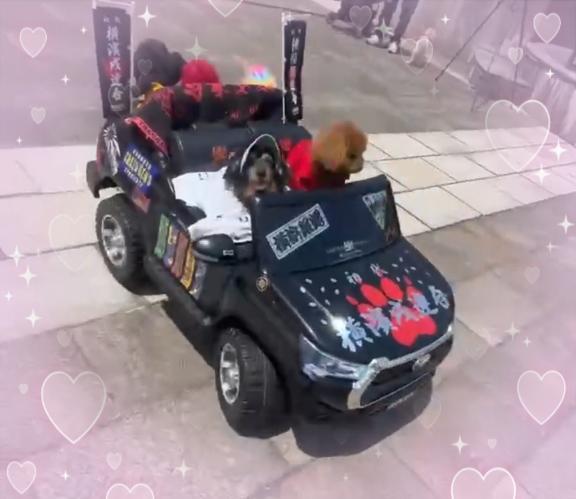 ひかりのワンちゃんたち吠えないの