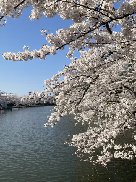 お休みです/もえ【青森大釈迦】