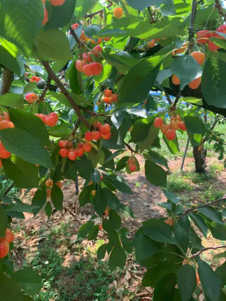 さくらんぼ狩り🍒/あず