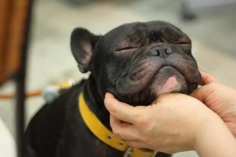 カレンTWO×TOP-ツートップ-