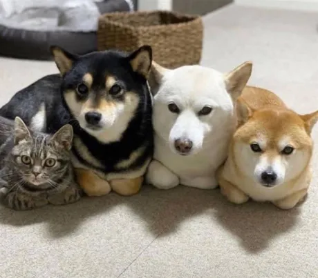 おはよう ( * ・ω・) ノ