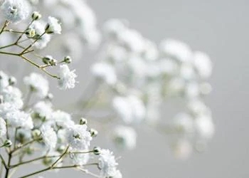 「冬に咲く、一人の花」