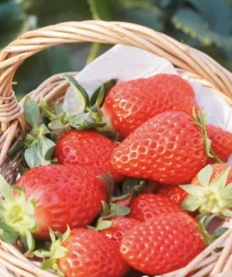 【人妻コース】ちさとMy Lover 八戸