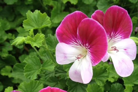 3/24パンジーゼラニウム🥀