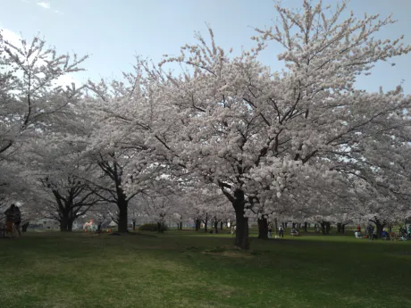 おはようございます/矢島　茉奈香