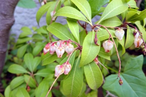 新人あず奥様メモリアル