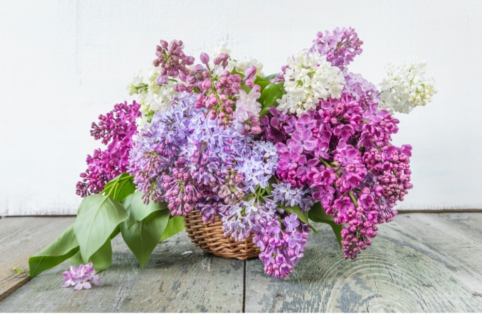 れいMrs クリエーション