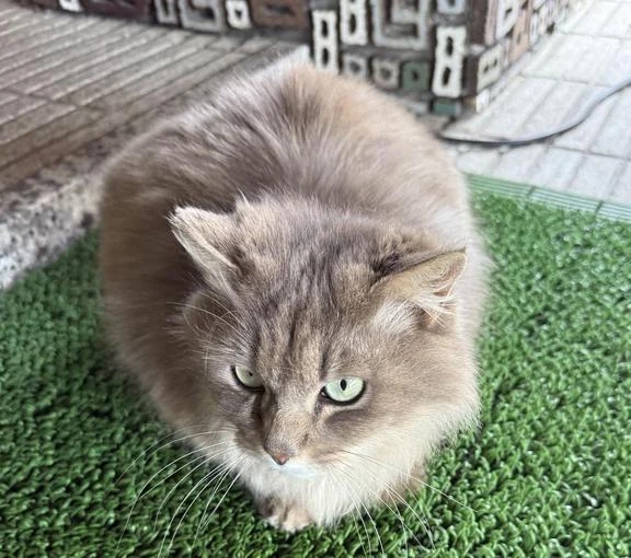 待機戻ってます！/ちか