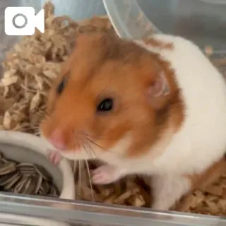 ハムちゃん🐹