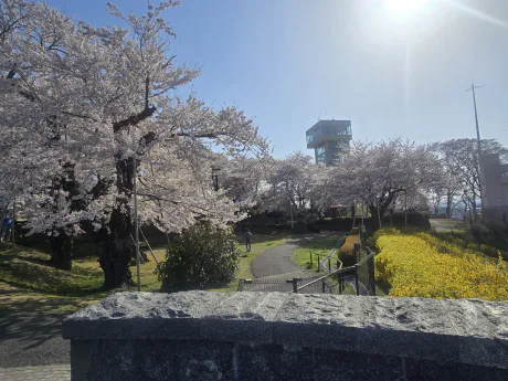 水曜日！/矢島　茉奈香