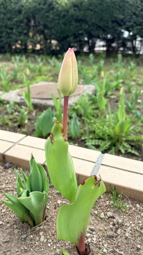 もう少し・・・ 🌷/ミウ☆青森大釈迦【エステ・M性感】