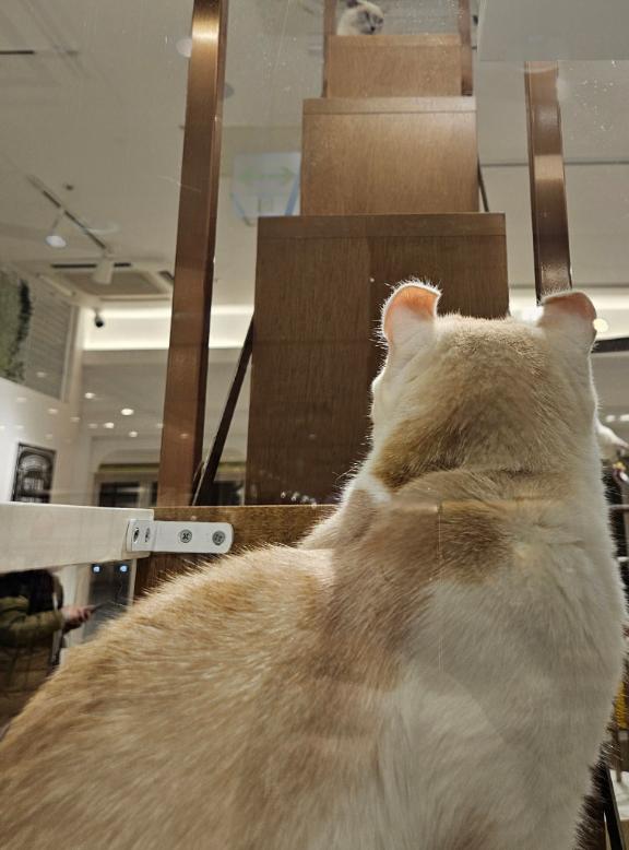 🐈️出勤中🐈‍⬛