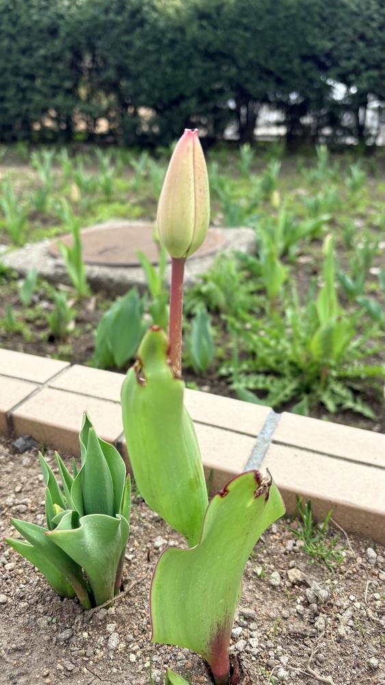ミウ☆青森大釈迦【エステ・M性感】のブログ もう少し・・・ 🌷
