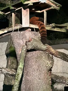 くるみ 奥様仙台人妻セレブリティー