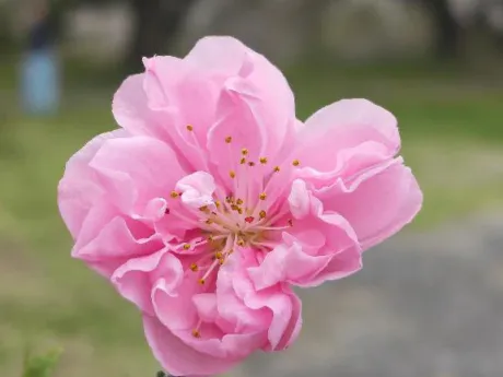 ありがとう/後藤(ごとう)