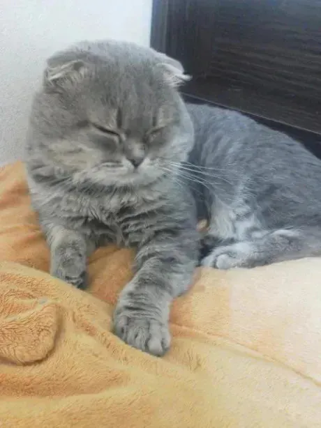 あず奥様メモリアル