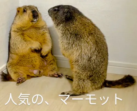 みき63歳【青】熟女専門店