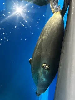 見えるといいな…♡