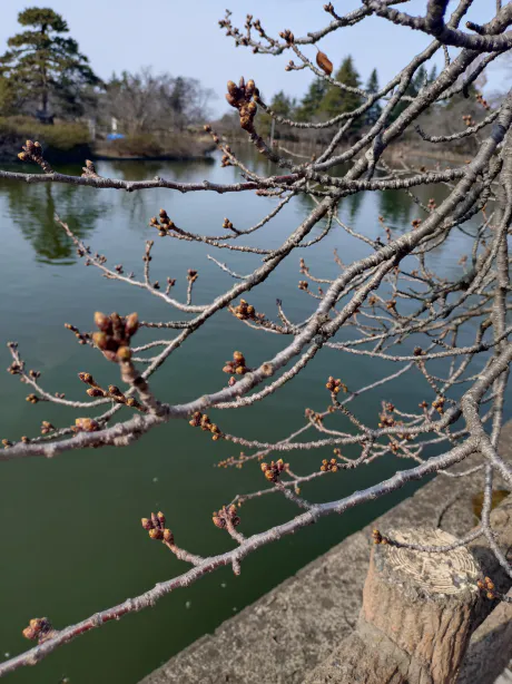 おはようございます/つばさ【弘前黒石】