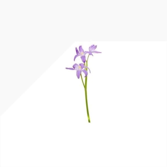 ご予約🦋.*˚