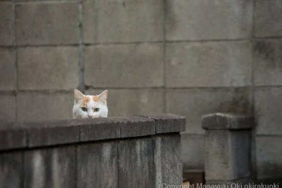 ･ᴗ･ )੭''