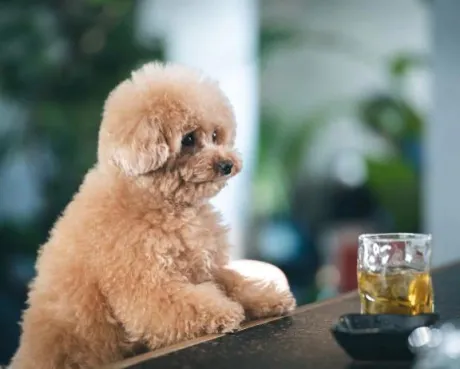 かすみ宮城仙南ちゃんこ