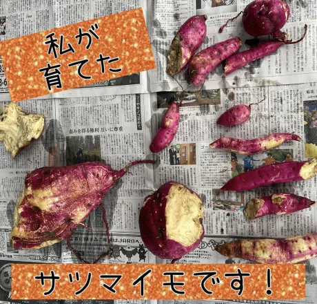 サツマイモ掘り第二弾！/かなえ
