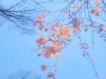桜は儚い、人は寂しい