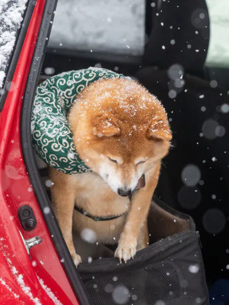 雪がついに降りましたね～/なお