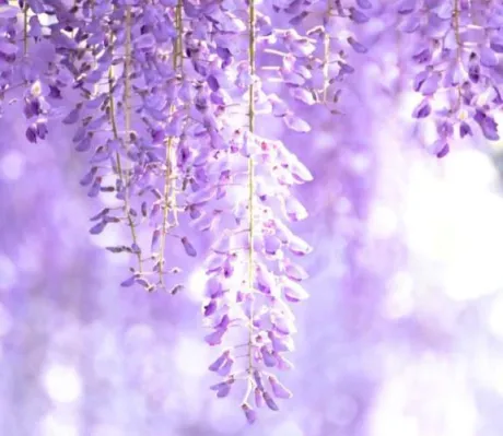 おはよう♪/しほ