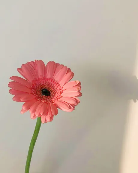 おはようございます🌞/さな【弘前黒石大釈迦】