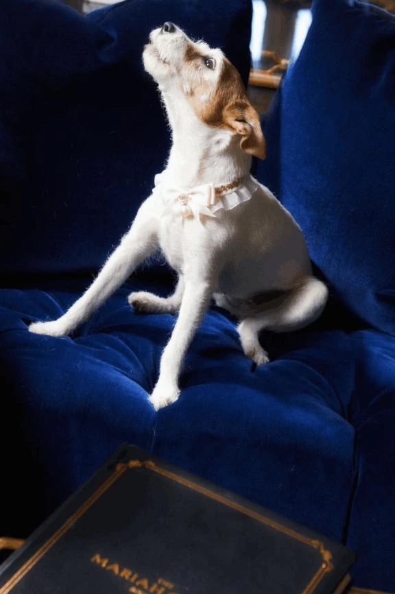 「犬は、親友。」生レンタル愛犬友の会