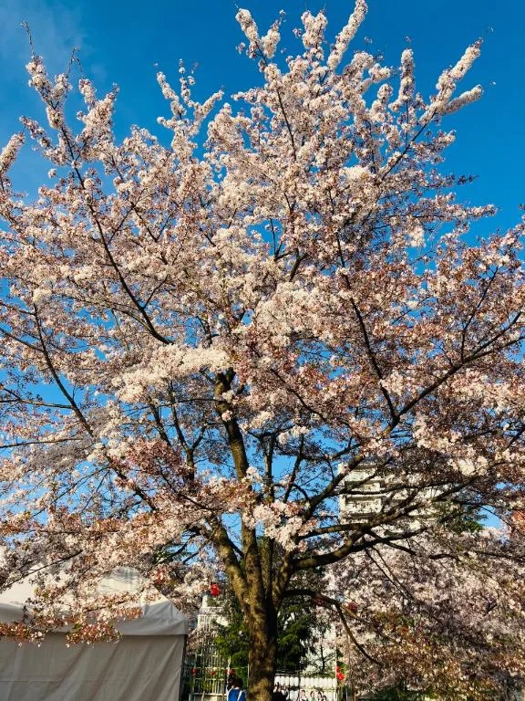 ときこのブログ 桜の日と感謝②❤︎