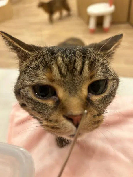 ひな奥様メモリアル